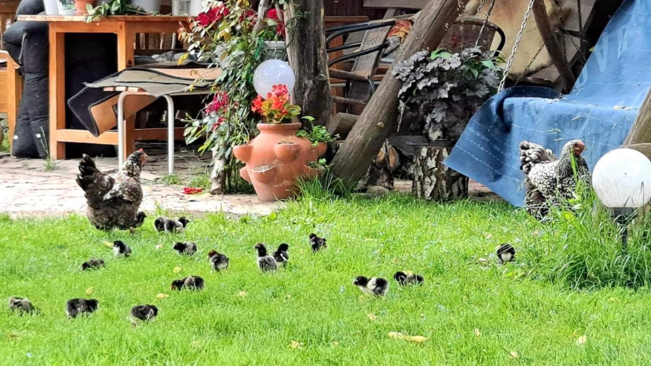 Agroturystyka Pod Kogutem Zamość Buitenkant foto